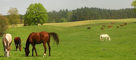 konie na pastwisku nic sobie nie robiły z długiego weekendu!:)