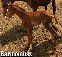 Harmoniusz tuż po urodzeniu, na pierwszym spacerze!:)