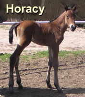 Horacy - jednodniowy