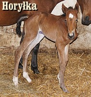 Horyłka