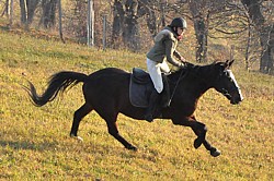 Lisica - Ela Szaflicka - rusza do ucieczki - Hubertus 2011