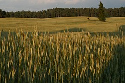 łąki, pagórki - po prostu Kierzbuń!:))))