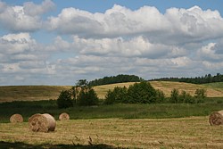 tańczące łany żyta